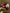 Patriotic Flower Crown 🇺🇸 🌹 (Light Up Option)